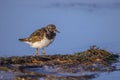 Ruddy Turnstone In Shallow Water At Sunrise Royalty Free Stock Photo