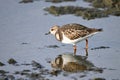 Ruddy Turnstone shorebird walks along shore line during migration
