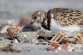 Ruddy Turnstone Sticks Head in Seashell