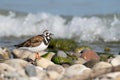 Ruddy Turnstone Vocalizing as Wave Crashes