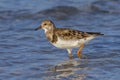 Ruddy Turnstone Walking In Water On The Beach Royalty Free Stock Photo