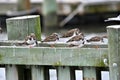 Ruddy Turnstones