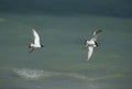 Ruddy Turnstones in flight