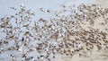 Ruddy Turnstones, Red Knots, Semipalmated Sandpipers, and Laughing Gulls taking flight Royalty Free Stock Photo