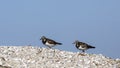 Ruddy Turnstones