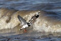 Ruddy Turnstones in Flight