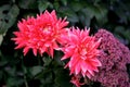 Beautiful red autumn flower dahlia