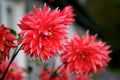 Beautiful red autumn flower dahlia