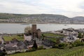 Rudesheim am Rhein Vineyards, Germany. Royalty Free Stock Photo