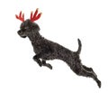 Rudolf Royalty Free Stock Photo