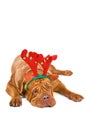 Rudolph the Dogue De Bordeaux Royalty Free Stock Photo