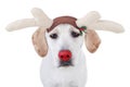 Christmas Rudolph Reindeer pet dog