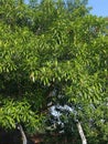 Rudraksh tree in tripura city in india