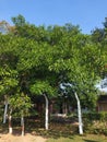 Rudraksh tree, tripura India