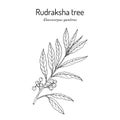 Rudraksha tree Elaeocarpus ganitrus , medicinal plant