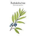 Rudraksha tree Elaeocarpus ganitrus , medicinal plant