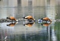 Rudy Shelducks Plowing the mud for prey in polluted river Royalty Free Stock Photo