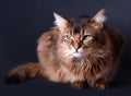 Rudy somali cat portrait