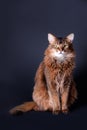 Rudy somali cat portrait