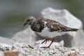 Rudy Turnstone Royalty Free Stock Photo