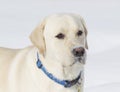 Rudy the Yellow lab close up Royalty Free Stock Photo