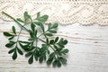 Rue herb plant. Lithuanian traditional plant Royalty Free Stock Photo