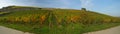 Ruedesheim vineyard Royalty Free Stock Photo