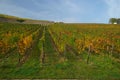 Ruedesheim vineyard Royalty Free Stock Photo