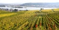 Ruedesheim vineyards Royalty Free Stock Photo