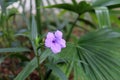 Sole violet purple flower in Florida garden