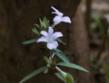 Ruellia brittoniana Mayan White Flower