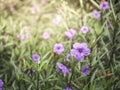 Ruellia brittoniana, Purple Showers, Mexican Petunia or Ruellia Note: 3 ft evergreen shrub. A flower only last 1 day. Grows best i