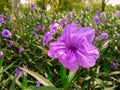 Ruellia brittoniana