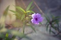 Ruellia Brittoniana, Ruellia tuberosa flower blooming