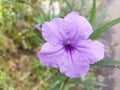 Ruellia flower