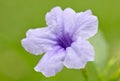 Ruellia Flower. Royalty Free Stock Photo