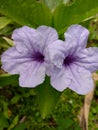 Ruellia flower medicinal flower crowned with light purple flower crown Royalty Free Stock Photo