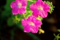 Ruellia Flower Purpel Colour with Macro Photography