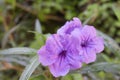 Ruellia flower Purple bloom