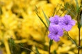 Ruellia flower Purple bloom (Ruellia tuberosa Linn. Waterkanon, Watrakanu, Feverroot, Popping pod)