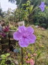 Ruellia flower or Ruellia simplex flower, Mexican petunia, Mexican bluebell or Britton wild petunia.