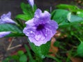 Ruellia humilis beautiful flower purple in thailand