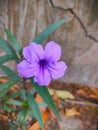 Ruellia humilis flower is a species of flowering plant from the Acanthaceae family.