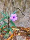 Ruellia humilis flower is a species of flowering plant from the Acanthaceae family.