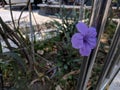 Ruellia humilis flower, wild petunia