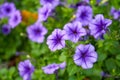 Ruellia humilis Petunia, purple flowers against a blurred background of greenery. Focus on the front flower
