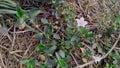 Ruellia humilis plant flower