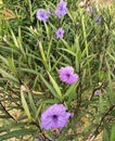 Ruellia humilis