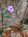 Ruellia humilis flower is a species of flowering plant from the Acanthaceae family