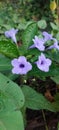 Ruellia humilis is a species of flowering plant in the family Acanthaceae